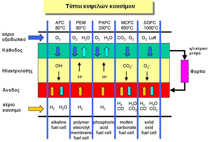 προσδιορίζουν το είδος του µεταφερόµενου ιόντος που διέρχεται από τον ηλεκτρολύτη.