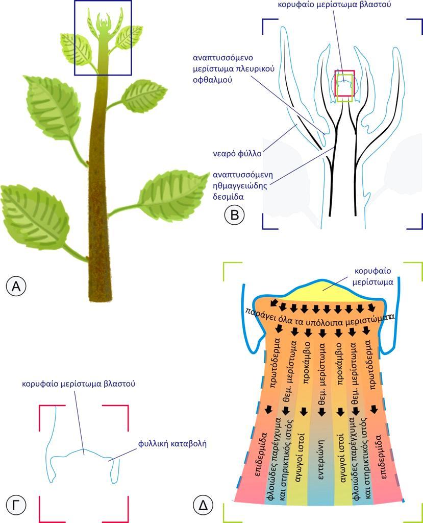 Ο βλαστός συγκροτείται από εξειδικευμένους ιστούς οι οποίοι κατανέμονται σε ευδιάκριτες ανατομικές ζώνες κατά μήκος του άξονά του Το κορυφαίο μερίστωμα παράγει όλα τα πρωτογενή μεριστώματα τα οποία