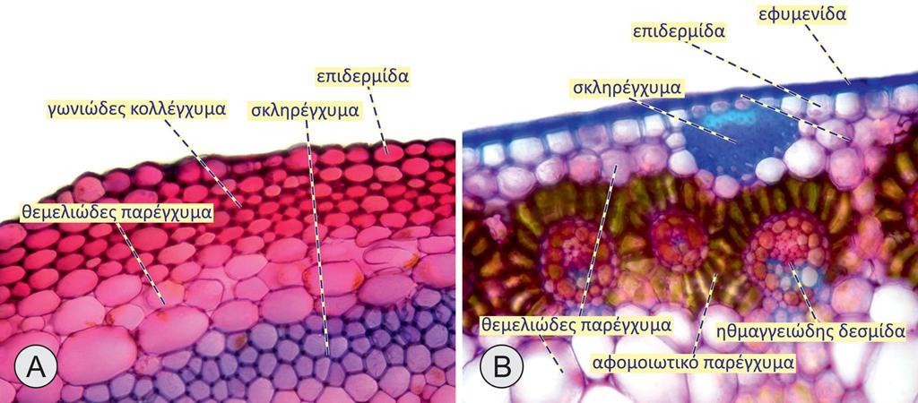 Ο βλαστός συγκροτείται από εξειδικευμένους ιστούς οι οποίοι κατανέμονται σε ευδιάκριτες ανατομικές ζώνες κατά μήκος του άξονά του Η επιδερμίδα του πρωτογενούς βλαστού διαθέτει κατά κανόνα