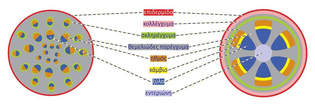 Μέσω της εξέλιξης διαμορφώθηκαν δύο κυρίως σχεδιαστικά πρότυπα βλαστών σπερματοφύτων Χαρακτηριστικό Μονοκότυλα Ευδικότυλα Διάταξη ηθμαγγειωδών Ατακτοστήλη (Εικόνα 8.20Β) Ευστήλη (Εικόνα 8.