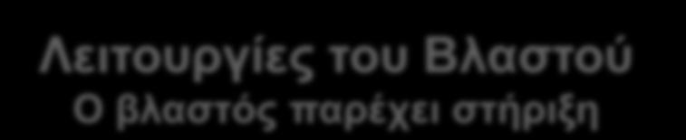 Οι βλαστοί αναρριχώμενων φυτών, διαθέτουν λιγότερο ανεπτυγμένους στηρικτικούς ιστούς οι οποίοι είναι τοποθετημένοι στο κέντρο