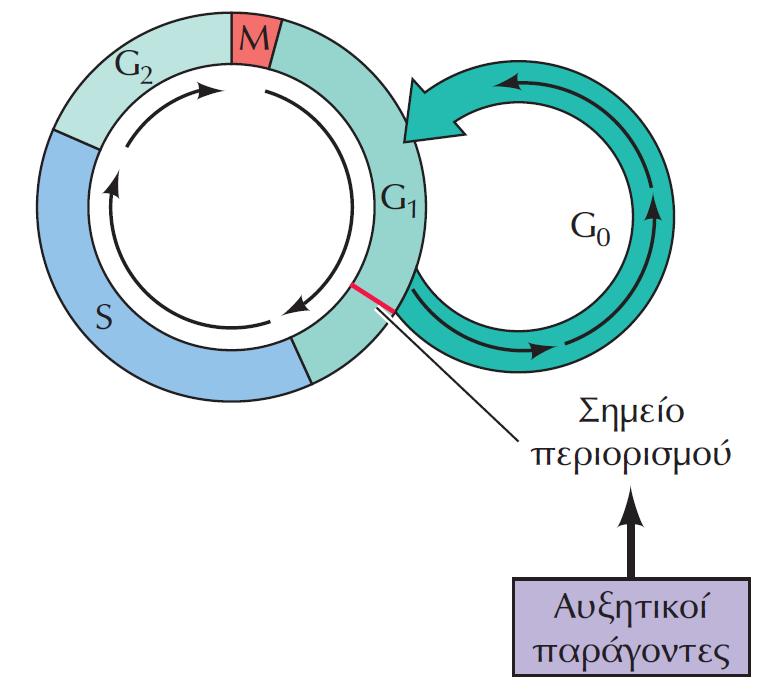 2. Ο Πολλαπλασιασμός των ΖΩΪΚΩΝ ΚΥΤΤΑΡΩΝ -Ο κύκλος τους ρυθμίζεται προς στο τέλος της G1, στο ΣΗΜΕΙΟ ΠΕΡΙΟΡΙΣΜΟΥ -Σε αντίθεση με τους ζυμομύκητες, ο κύκλος ρυθμίζεται/επάγεται κυρίως από