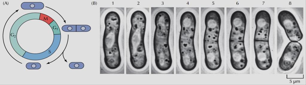 3. Η ρύθμιση του πολλαπλασιασμού του Schizosaccharomyces pombe: με διχοτόμηση -Αναπαράγεται με διχοτόμηση στην G1 (όχι εκβλάστηση όπως στο S.