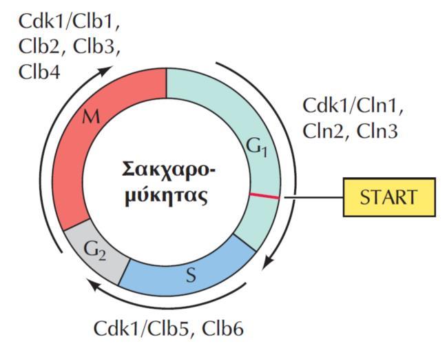 Οικογένειες Κυκλινών & κυκλινοεξαρτώμενων κινασών - Ι -Η γνώση της δομής & λειτουργίας του MPF (Cdk1/κυκλίνης Β) αποτέλεσε την αρχή κατανόησης και άλλων σημείων ελέγχου του κυτταρικού κύκλου -Βρέθηκε