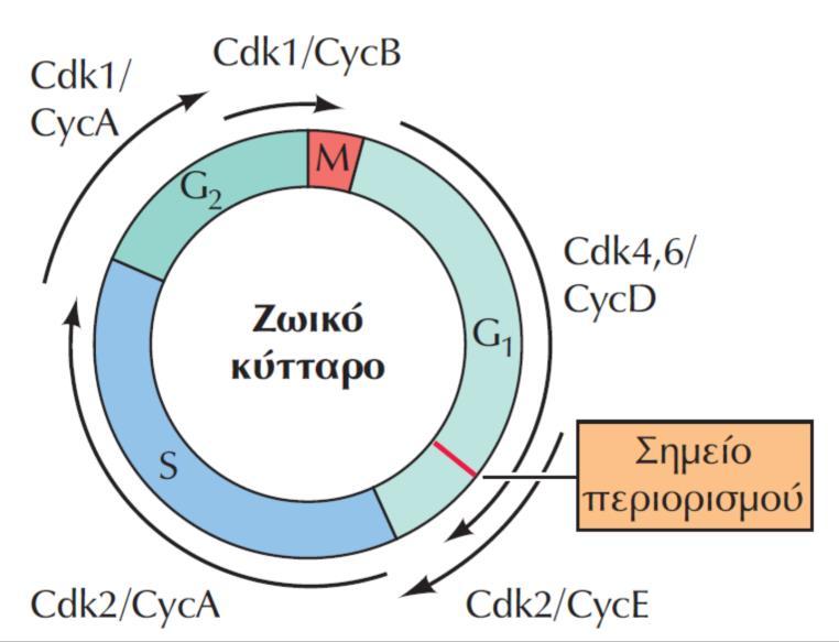 Οικογένειες Κυκλινών & κυκλινοεξαρτώμενων κινασών- ΙΙ Στο Ζωϊκό κύτταρο -Σε αντίθεση με το σακχαρομύκητα, o κύκλος ρυθμίζεται από: α. διαφορετικές κυκλίνες & β.