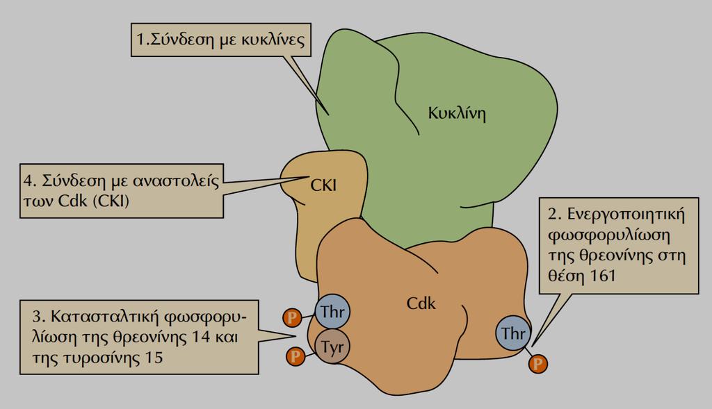 Η ΡΥΘΜΙΣΗ ΕΝΕΡΓΟΤΗΤΑΣ της Cdk1 - Ι -Κατά την διάρκεια του κυτταρικού κύκλου η Cdk1 ρυθμίζεται με 4 μηχανισμούς: 1 ος ΜΗΧΑΝΙΣΜΟΣ Αφορά τη σύνδεση της με κυκλίνες & ρυθμίζεται από τη σύνθεση &