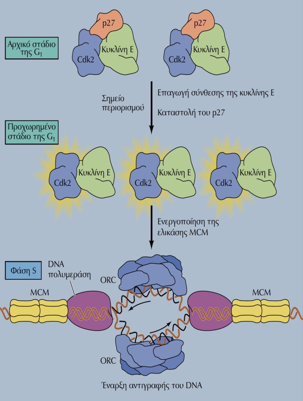 Γ. Η ρύθμιση ΕΙΣΟΔΟΥ στη φάση S: ο αναστολέας p27 & το σύμπλοκο Cdk2/κυκλίνης Ε - ΙΙ Γ2. Στην κυρίως G1: 4. Η απομάκρυνση του p27 ενεργοποιεί τα σύμπλοκα Cdk2/κυκλίνης Ε Γ2. Απενεργοποίηση Rb 5.