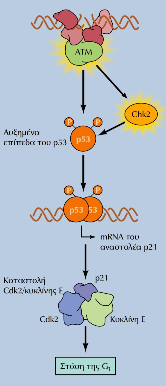 Ένας ΑΛΛΟΣ μηχανισμός στάσης του κυτταρικού κύκλου από βλάβες DNA & p53 Η Στάση του κύκλου στην G1 προκαλείται και από την πρωτεϊνη p53 που, στη μη-φωσφορυλιωμένη της μορφή αποικοδομείται γρήγορα