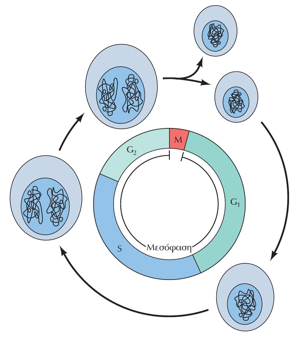 Οι Φάσεις του Κυτταρικού Κύκλου - ΙΙ - Οι κυτταρικός κύκλος του ευκαρυωτικού κυττάρου διαιρείται σε 4 χρονικές φάσεις: κυτταρική αύξηση & σύνθεση πρωτείνών διαίρεση Πυρήνα & Κυτταροκίνηση Μ: