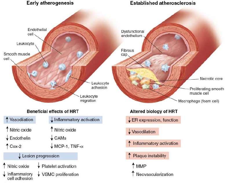 Timing hypothesis Molecular and cellular basis