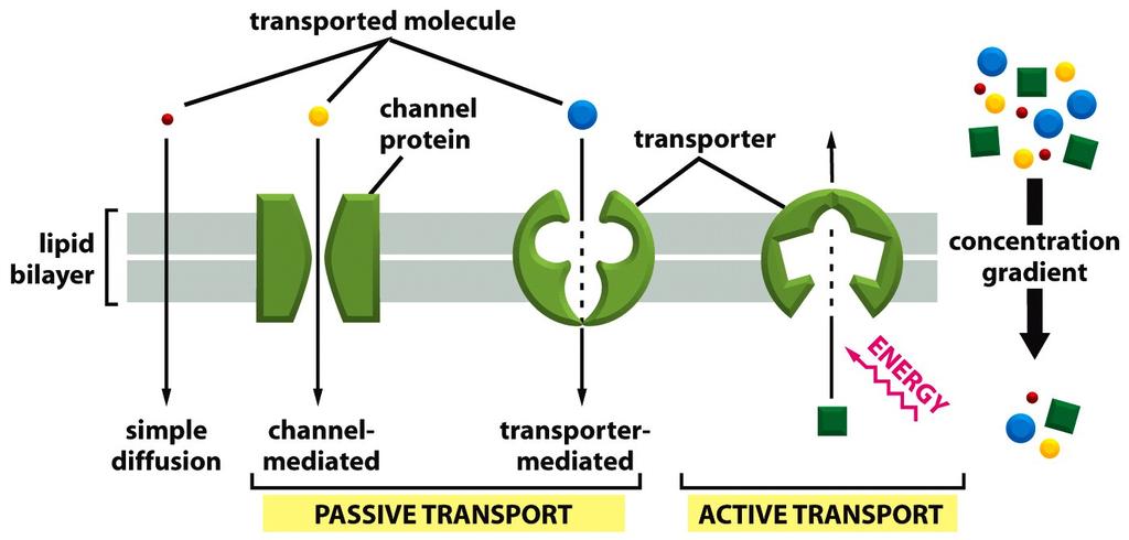 Τρόποι διακίνησης ουσιών & μεμβρανικές πρωτεΐνες μεταφοράς Μεταφερόμενο μόριο Βαθμίδωση συγκέντρωσης Απλή