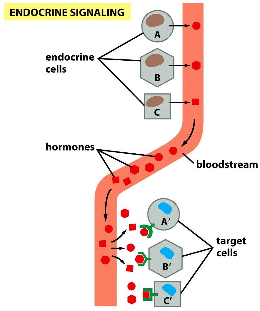 Σήματα μόρια, μικρά και υδρόφοβα διαπερνούν ελεύθερα την κυτ. μεμβράνη : 1. ΣΤΕΡΟΕΙ ΕΙΣ ΟΡΜΟΝΕΣ Ενδοκρινής σηματοδότηση: επικοινωνία κυττάρων με χαμηλή ταχύτητα σε μακρινές αποστάσεις 1.