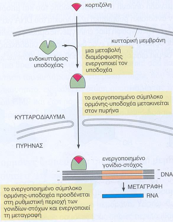 Οι υδρόφοβες ορμόνες είναι: οι στεροειδείς ορμόνες και η θυροξίνη.