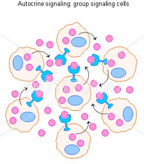 Παρακρινής σηματοδότηση:έκκριση ουσιών στον εξωκυττάριο