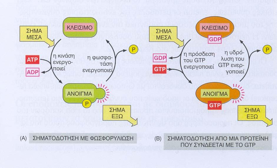 1. Μηχανισμός ενεργοποίησης: φωσφορυλίωση μέσω πρωτεϊνικών κινασών Μηχανισμός απενεργοποίησης: αποφωσφορυλίωση με πρωτεϊνική φωσφατάση 2.