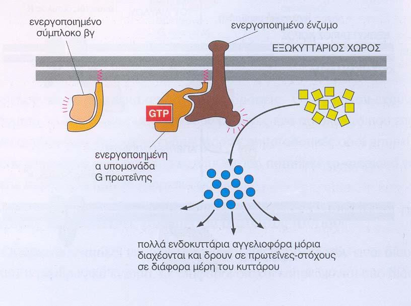 G-ΠΡΩΤΕΙΝΕΣ ΕΝΕΡΓΟΠΟΙΟΥΝ ΜΕΜΒΡΑΝΙΚΑ ΕΝΖΥΜΑ: Ένζυμα στόχοι για τις G-ΠΡΩΤΕΙΝΕΣ :αδενιλική κυκλάση camp φωσφολιπάση C τριφωσφορικής ινοσιτόλης IP3 και διακυλογλυκερόλης DAG Τα ένζυμα ενεργοποιούνται