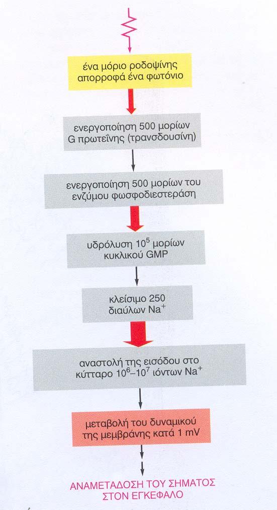 Μια ταχύτατη απόκριση υποδοχέων που διασυνδέονται με G-ΠΡΩΤΕΙΝΕΣ είναι η απάντηση των φωτοϋποδοχέων του οφθαλμού του αμφιβληστροειδούς (κωνιοφόρα κύτταρα)που