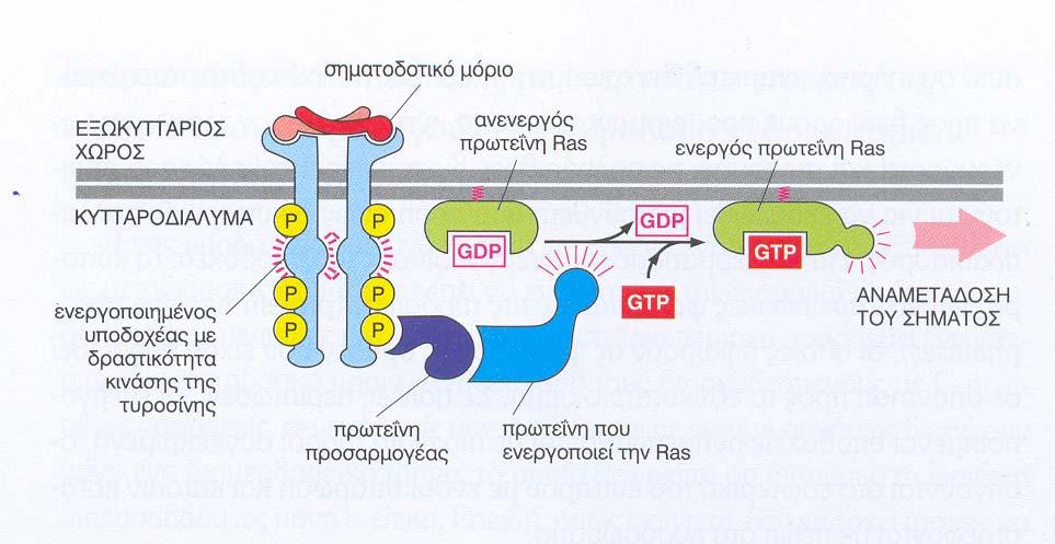 ΕΝΕΡΓΟΠΟΙΗΣΗ ΤΗΣ ΠΡΩΤΕΪΝΗΣ Ras: ΜΟΝΟΜΕΡΗΣ G πρωτεΐνη H Ras ανήκει στην μεγάλη οικογένεια των μονομερών GTP-binding proteins λειτουργεί ως μοριακός διακόπτης όπως η αυπομονάδατων G-πρωτεϊνών Αποτελεί
