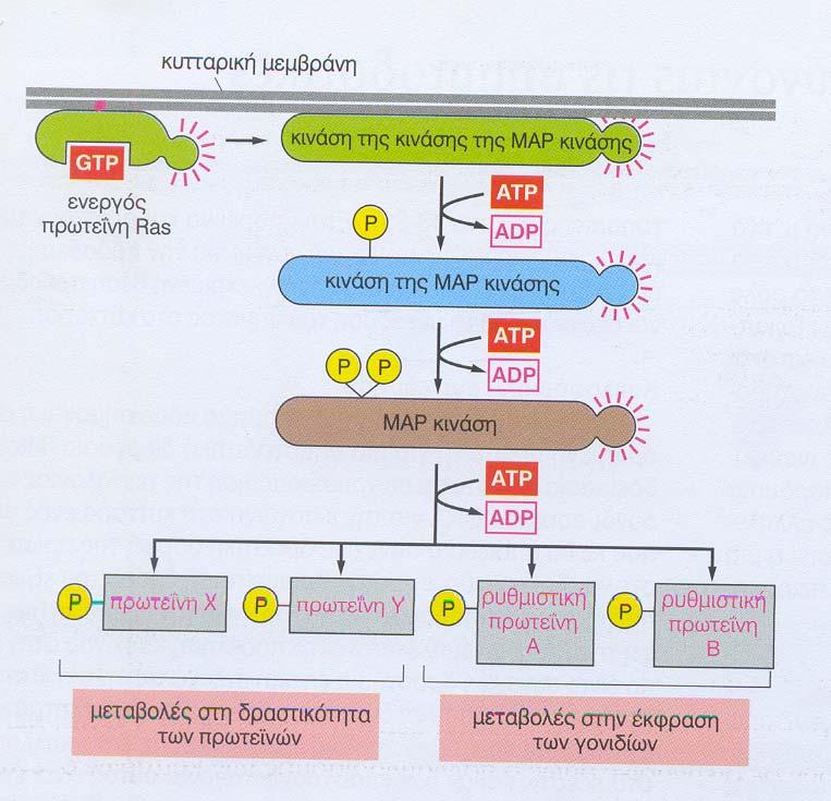 Η Ras ενεργοποιεί μια σειρά φωσφορυλιώσεων των MAP κινασών Η ΜΑΡ κινάση