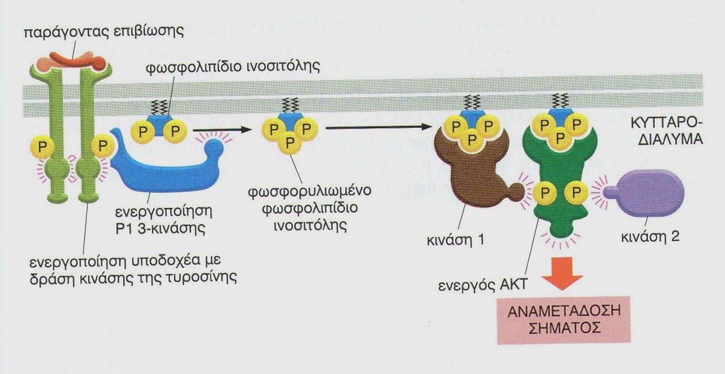 ΕΝΕΡΓΟΠΟΙΗΣΗ IP3 /Akt/ &