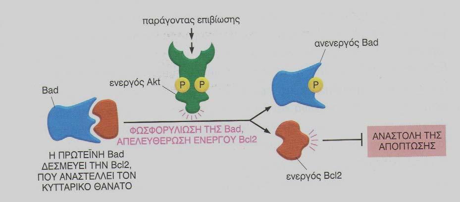 ΕΠΙΒΙΩΣΗΣ & ΑΥΞΗΣΗΣ ΜΕ ΤΗΝ