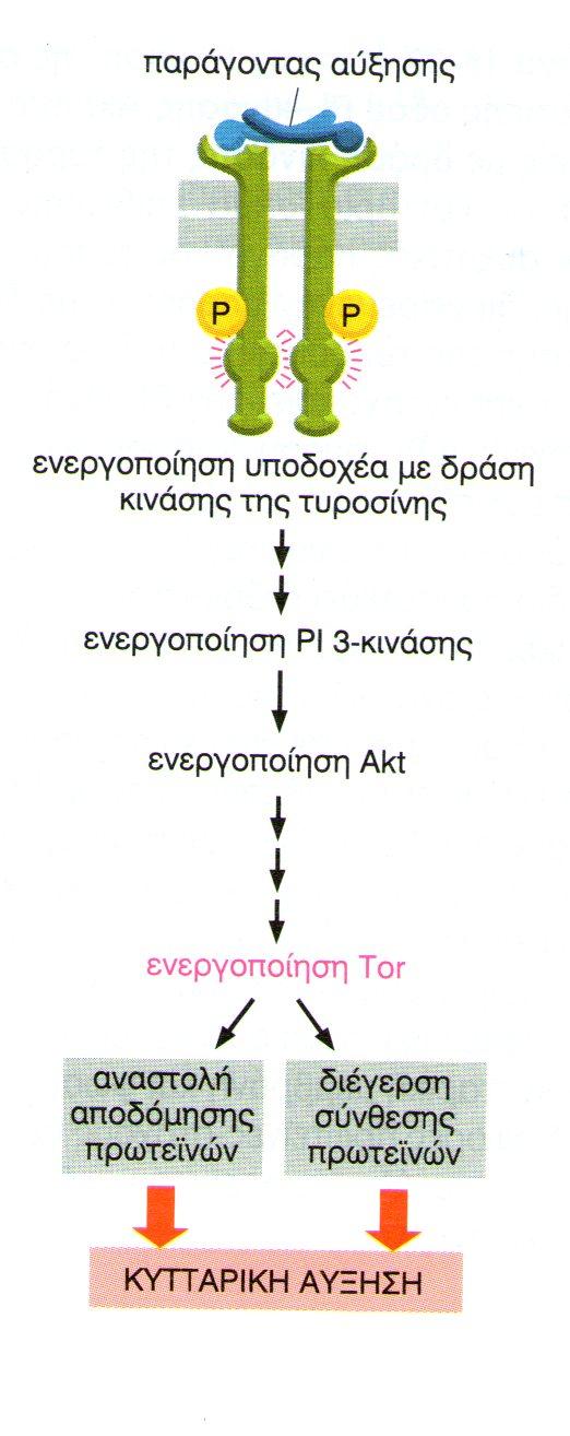 Ενεργοποίηση Tor:Target of