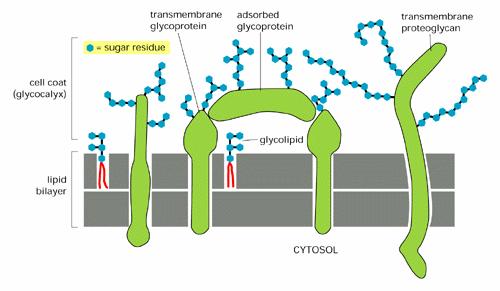 Όλες οι υδατανθρακικές ομάδες των γλυκοπρωτεϊνών,των πρωτεογλυκανών και των γλυκολιπιδίων βρίσκονται στην εξωτερική πλευρά της κυτ.μεμβράνης και σχηματίζουν τον γλυκοκάλυκα. Ο γλυκοκάλυκας: 1.