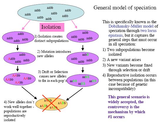 Γενικό μοντέλο ειδογένεσης Dobzhansky-Muller model 1- δύο υποπληθυσμοί απομονώνονται 2- προκύπτει ένας νέος πολυμορφισμός 3- οι νέοι πολυμορφισμοί εγκαθιδρύονται