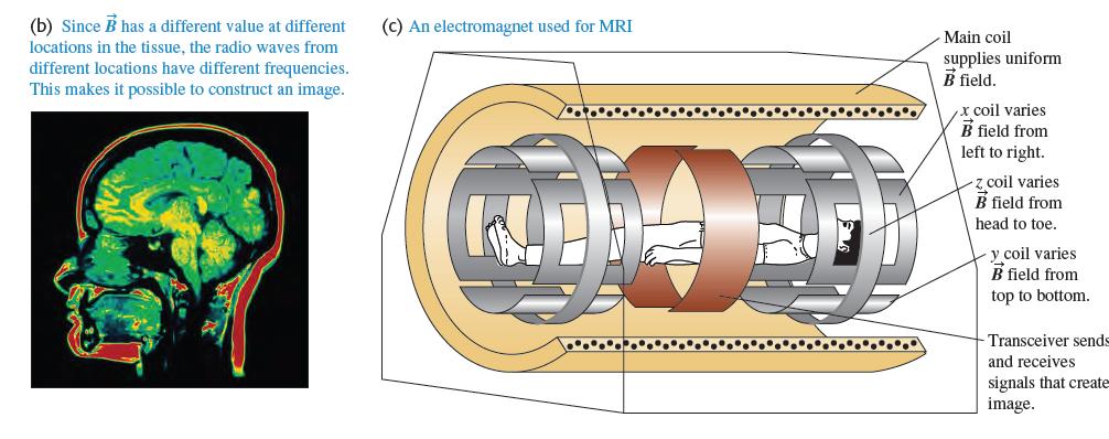 شکل 1-37 تصویر برداری به طریقه تشدید مغناطیسی( MRI ) الف( محور اسپین پروتونهای موجود در بافت مورد آزمایش معموال در جهت های کاتوره ای پراکنده اند در حضور میدان مغناطیسی قوی این محور ها در امتداد موازی