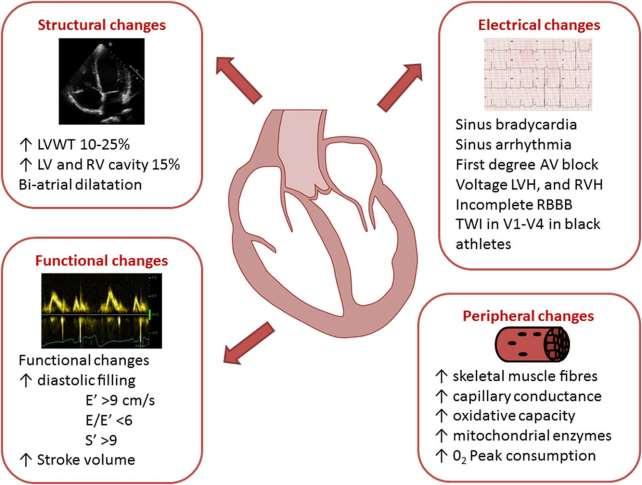 Καρδιαγγειακή προσαρμογή στην άσκηση στους αθλητές Exercice and the heart: the good, the bad, and
