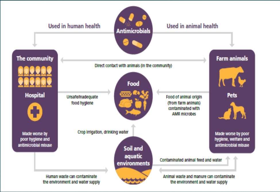 Η χρήση των αντιβιοτικών στα παραγωγικά ζώα Κοινά σημεία χρήσης σε ζώα και ανθρώπους Θεραπεία Η χρήση