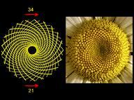Логаритамска спирала: распоред семенки код цвета сунцокрета следи логаритамску спиралу на бази златног пресека.