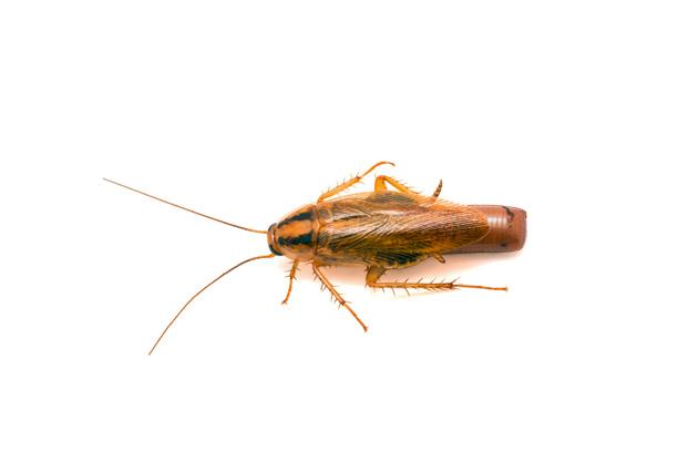 Insektizide Εντομοκτόνα / Goliath Gel Insektizide / Goliath Canasta Gel Canasta Υψηλή αποτελεσματικότητα Παρασιτοκτόνο υγειονομικής σημασίας Δραστική ουσία alpha-cypermethrin (15 γρ./λτ.