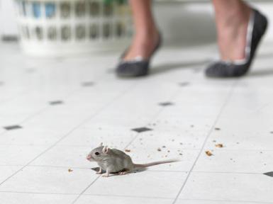 Εντομοκτόνο υψηλής απόδοσης με υπολειμματική δράση και άμεση κατάρριψη βαδιστικών και ιπτάμενων εντόμων. 22 Canasta Παρασιτοκτόνο υγειονομικής σημασίας.