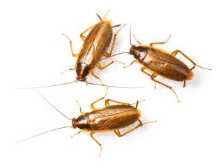 Εντομοκτόνα Insektizide / Goliath Goliath Gel Gel Goliath Gel Γρήγορη και οικονομικά αποδοτική αντιμετώπιση των κατσαρίδων Γρήγορη, αξιόπιστη δράση για άμεσα αποτελέσματα Φαινόμενο της Διαδοχικής