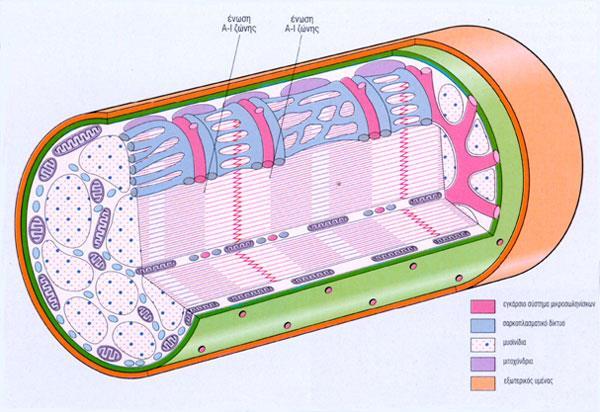 Η κυτταρική μεμβράνη της μυϊκής ίνας ονομάζεται σαρκείλημμα, το κυτταρόπλασμά της σαρκόπλασμα