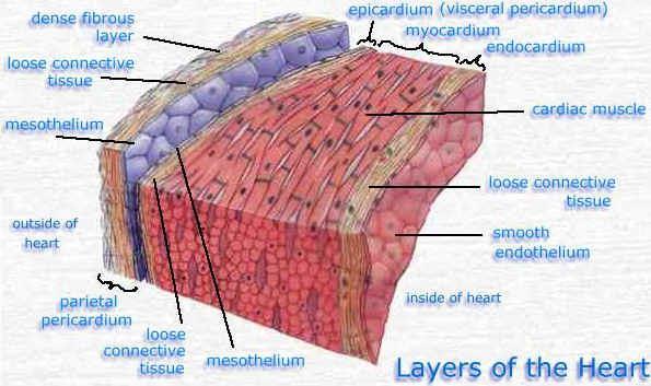 Η ΚΑΡΔΙΑ Το τοίχωμα της καρδιάς αποτελείται απoτελείται από το μυοκάρδιο & καλύπτεται από έξω με το περικάρδιο και από μέσα από το ενδοκάρδιο.