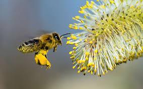 ΠΑΝΕΠΙΣΤΗΜΙΟ ΑΙΓΑΙΟΥ ΣΧΟΛΗ ΚΟΙΝΩΝΙΚΩΝ ΕΠΙΣΤΗΜΩΝ ΤΜΗΜΑ ΓΕΩΓΡΑΦΙΑΣ ΠΤΥΧΙΑΚΗ ΕΡΓΑΣΙΑ «Οικολογία τοπίου: Η επίδραση πυρκαγιών στις μέλισσες της Ρόδου» «Landscape ecology: Impact of fire on bees on Rhodes