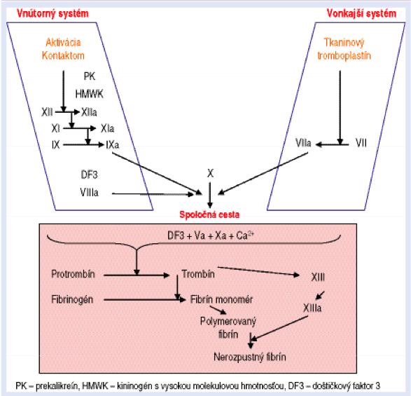Starý model koagulačnej kaskády fibrín ako konečný produkt vnútornej a vonkajšej cesty,
