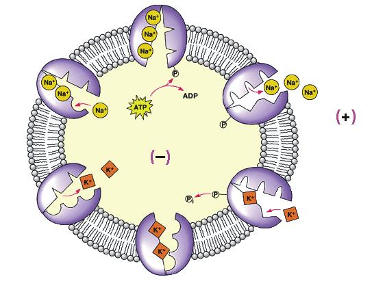 3Na 2K ATP ADP Mg 2 E 3Na E 1 ATP 3Na Mg 2 1 1. Везивање ATP Унутра 2. Стварање високоенергетског фосфатног интермедијера E-P 1 3Na 6. транспортk и везивање Na 3. Транспорт Na E 2 2K 5.
