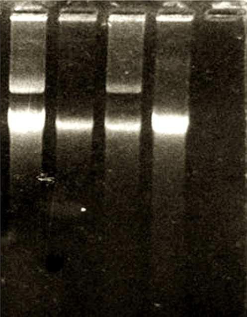 Rezistencija na bakteriofage 7. Metabolizam saharida i aromatičnih jedinjenja 8. Adhezija i vezivanje bakterijskih ćelija 9.