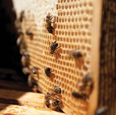 TEMA BROJA Fotografije: warheit.com I pčelama odgovara: lakši život uz polistiren. EPS - uvećanje cca. 200 puta sa polfilterom. Isečak cca. 250 x 5000 μm.