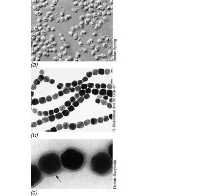 Magnetotaktične bakterije in magnetosomi Magnetosomi so intracelularni kristali magnetita Fe 3 O 4.