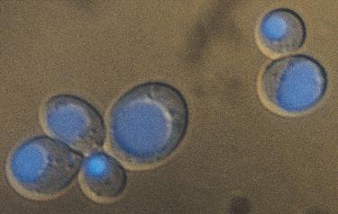 Fluorofori za vakuole in celične stene Sacharomyces cerevisae