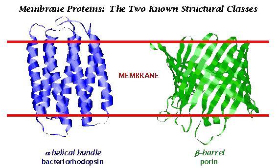 Struktura in topologija integralnih membranskih proteinov Dve
