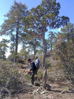 Ανδρέου M. κ.ά. Βιολογία διατήρησης ha μικτού δάσους με J. oxycedrus και Pinus brutia στο Τρόοδος (καταγράφηκε για πρώτη φορά).