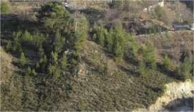 Kyprianou & Zangas Natural reforestation Natural reforestation with dozens of young new trees derived from a single mother tree The exposure of the slope is the most important factor, because it