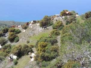 Eliades et al. Grazing capacity Stocking rate ASSESSMENT OF AKAMAS PENINSULA GRAZING CAPACITY: A CRUCIAL POINT FOR SUSTAINABLE MANAGEMENT Nicolas-George Eliades 1, Eleni M.