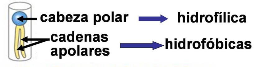 tienen carácter anfipático: combinan