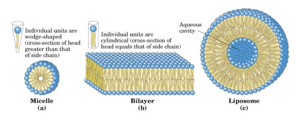 Comportamiento de los lípidos anfipáticos en el